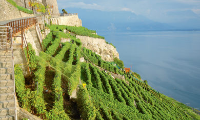 Testuz Swiss wines
